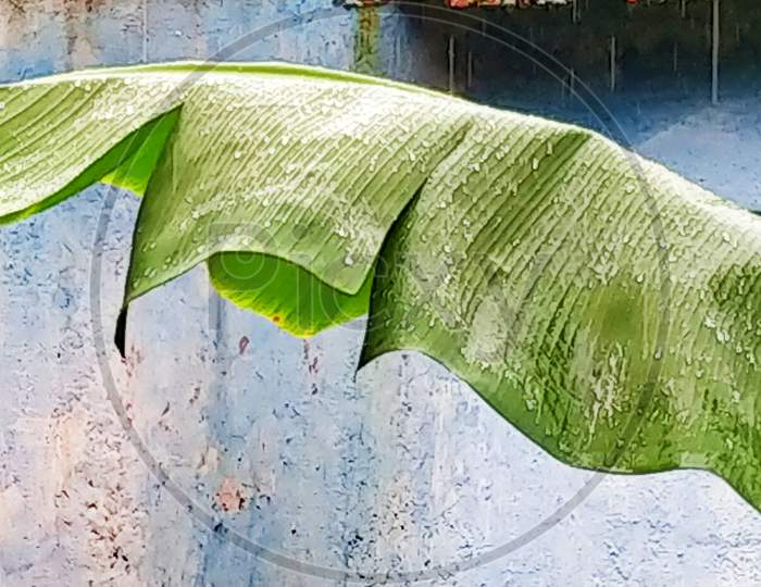Beautiful scene of banana leaf during rain