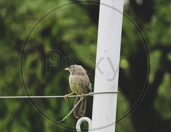 yellow-billed babbler on a fence