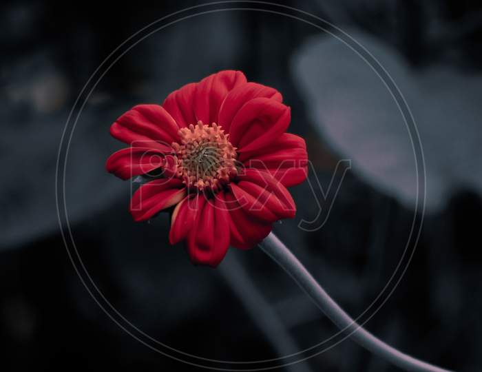 Red Zinnia Flower close up shot