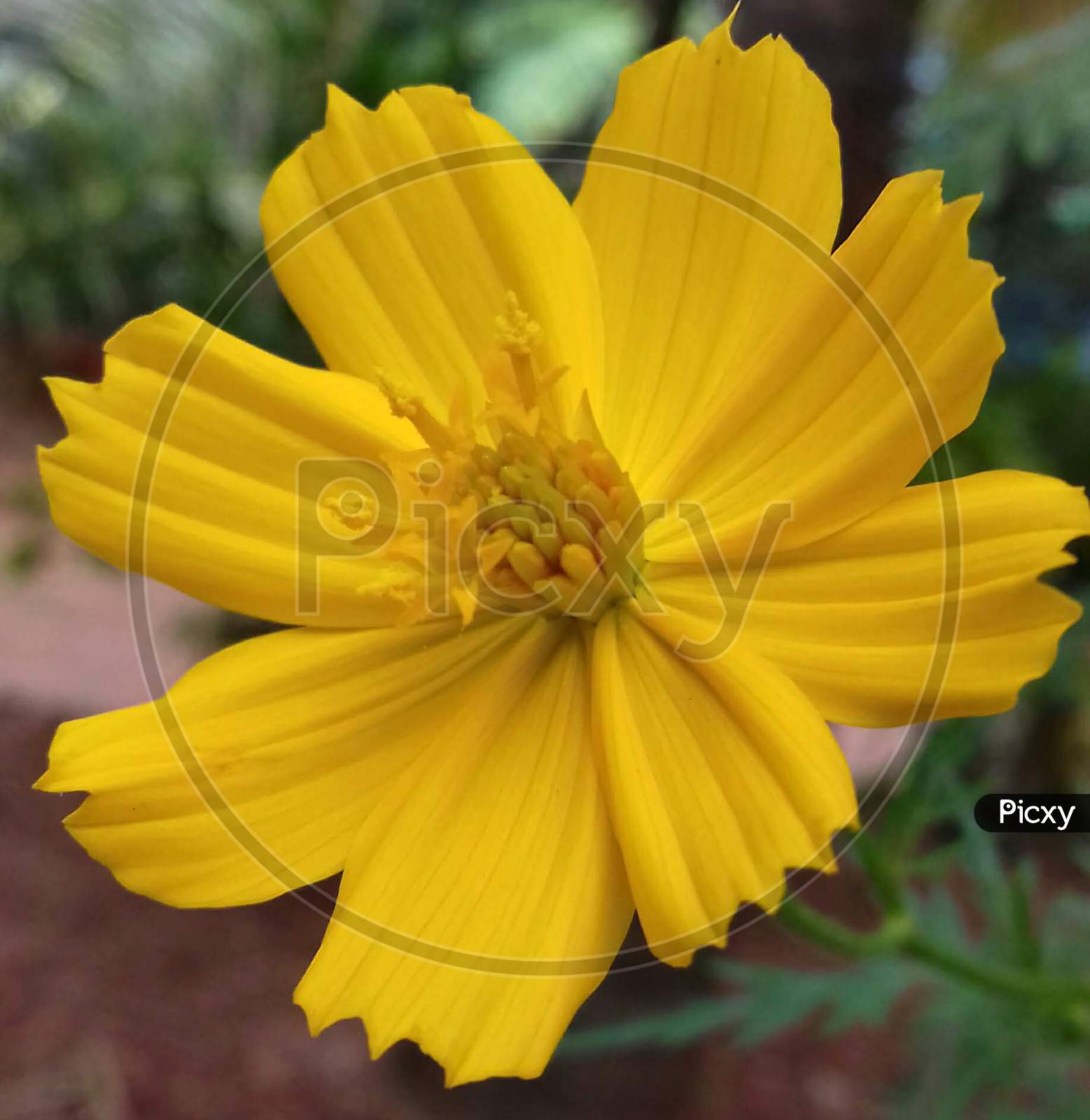 yellow coloured cosmos flower blossom