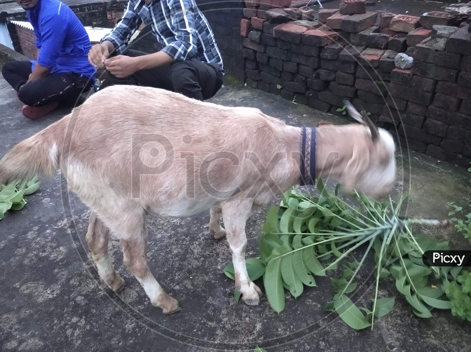White goat eating leafs