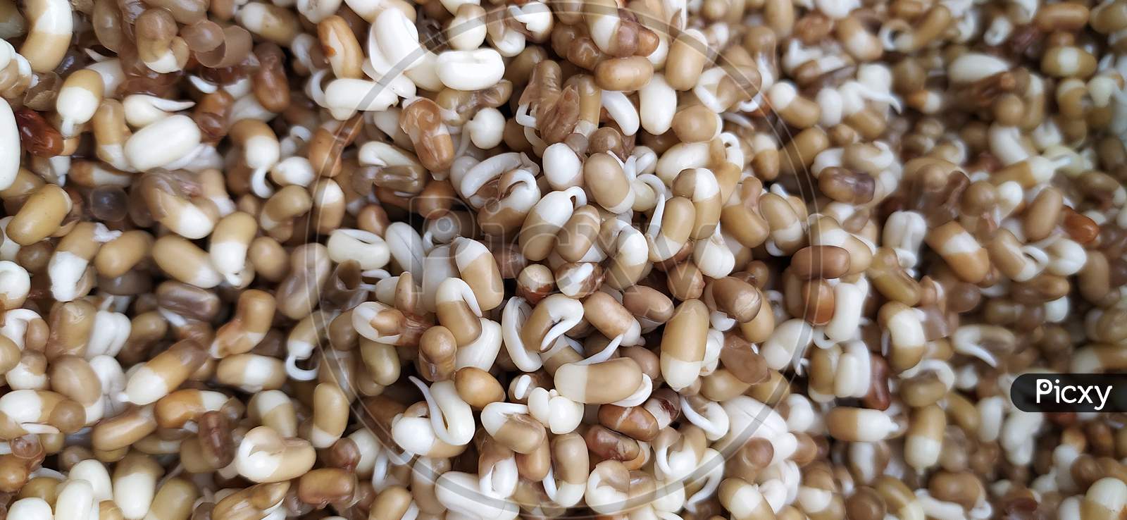 Close Up View Of Sprouted Green Gram,Mung Bean,Blurred Object Centered