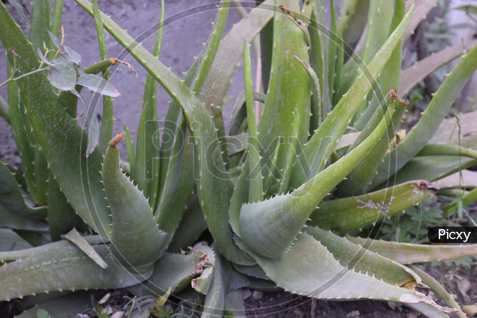 Aloe Vera Plant In The Courtyard Of The House.