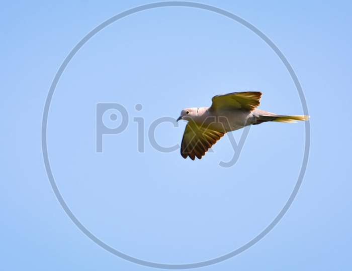 Eurasian Collared Dove Flying High With Open Wings