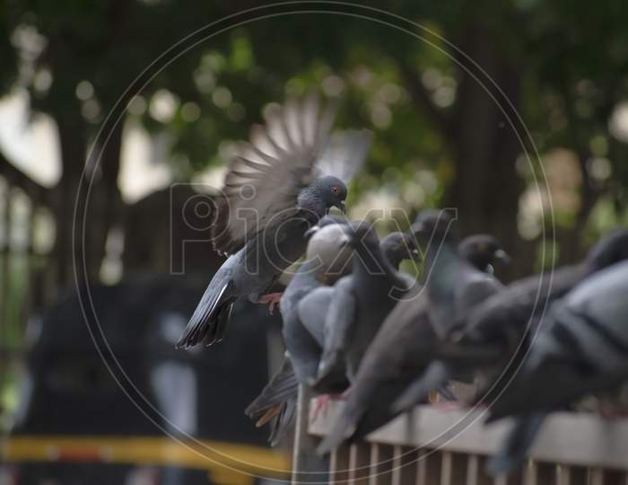 Amazing Shot Of Asiatic Rock Dove Pigeon