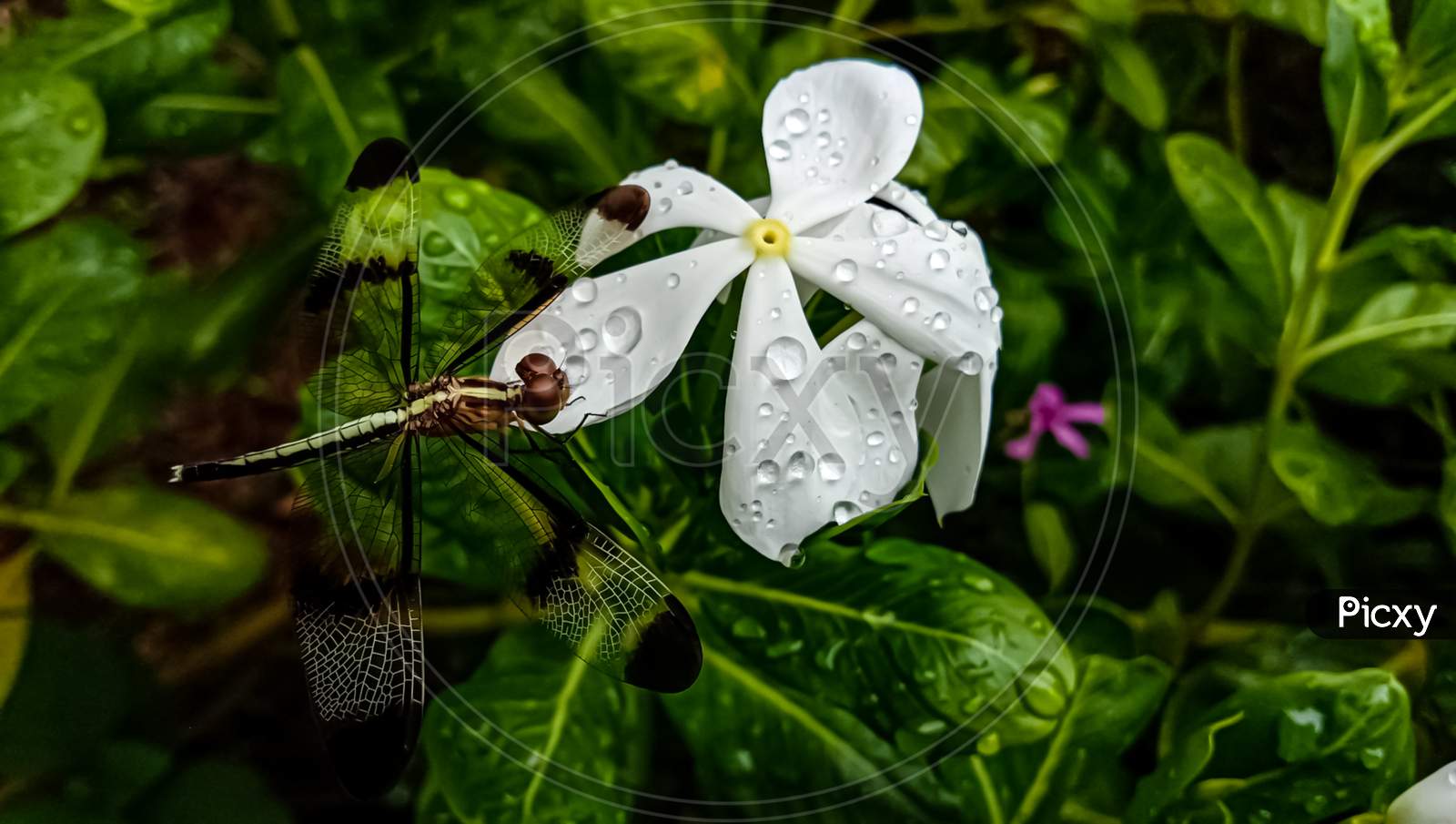 A White Madagascar Periwinkle (Nayantara) Flower And A Dragon Fly On It.