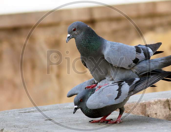 Pigeon Couple Sitting On Wall Breeding With Blur Background