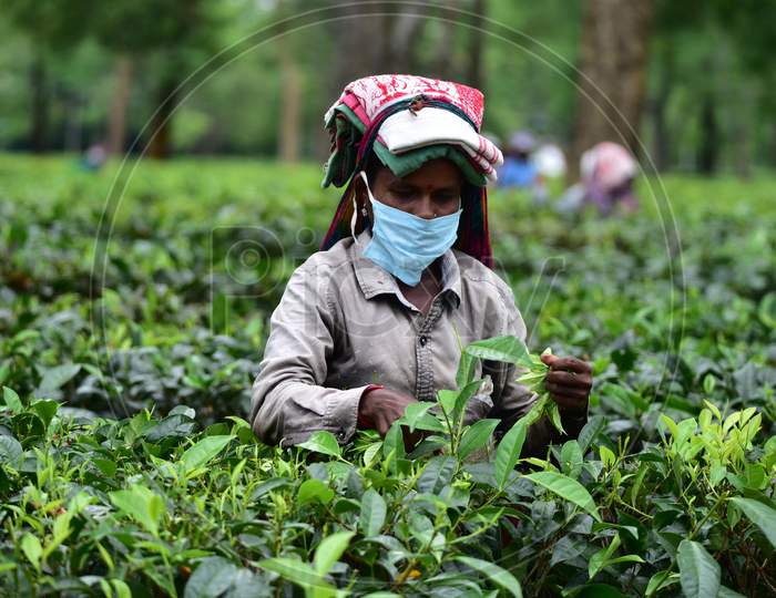 A Farmer Wears A Face Mask As She Picks Tea Leaves  At A Tea Estate In Nagaon District Of Assam On August 8, 2020.