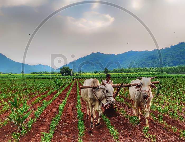 Farming and Monsoon