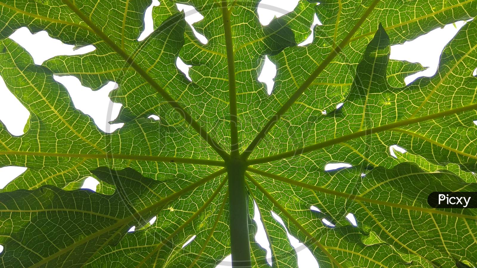 Papaya leaf.