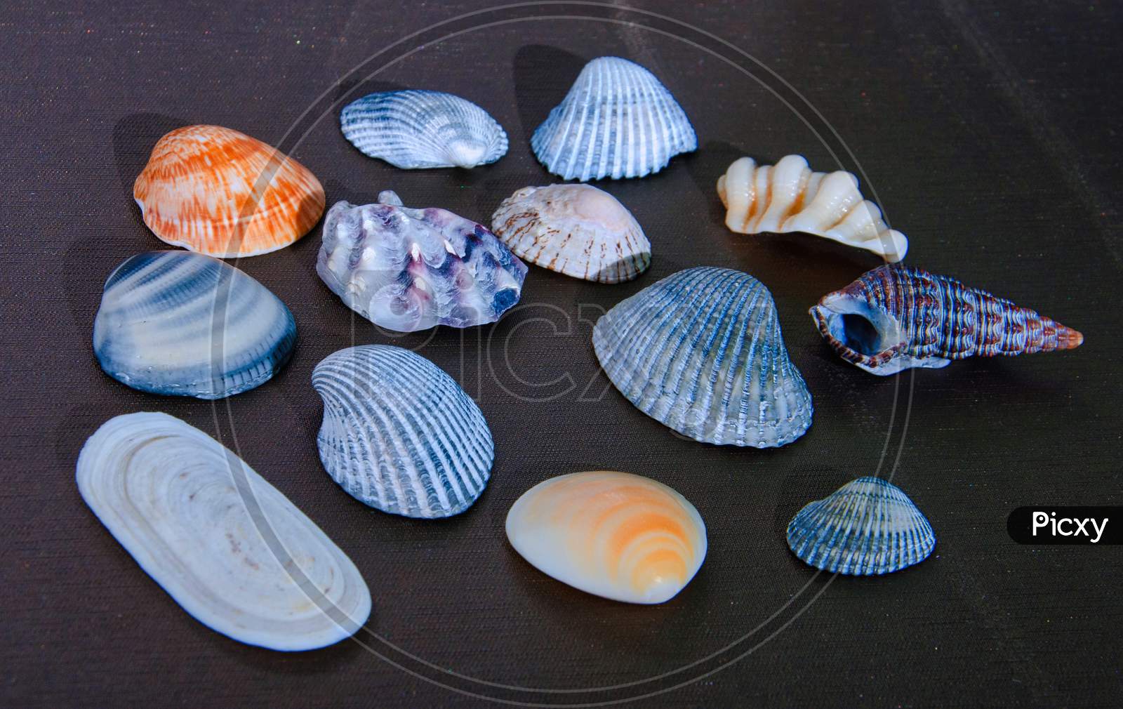 Burial Colorful Sea Shells