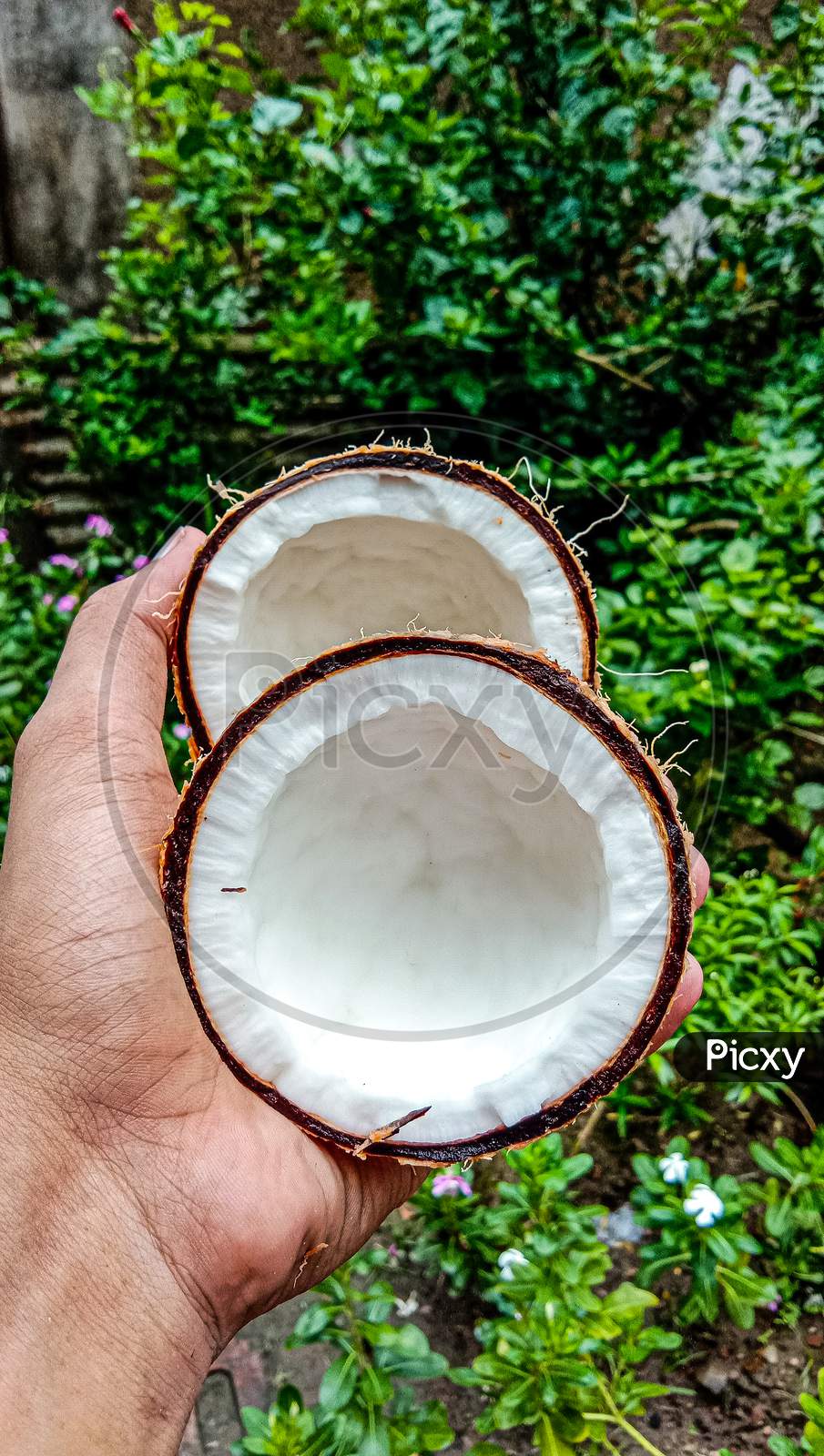 Two halves of coconut.