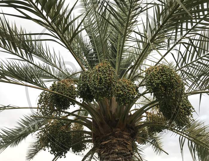 Palm Tree Dates With Its Branches Became Big In Summer Season Before The Stage Of Fruit In Farms