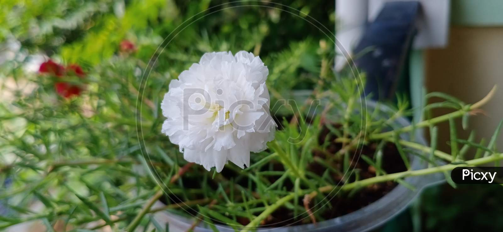Image Of White 10 O Clock Flower Bk Picxy