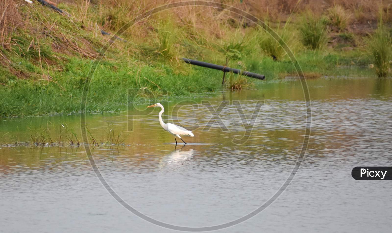 Great egret (Ardea alba) wading in the water.