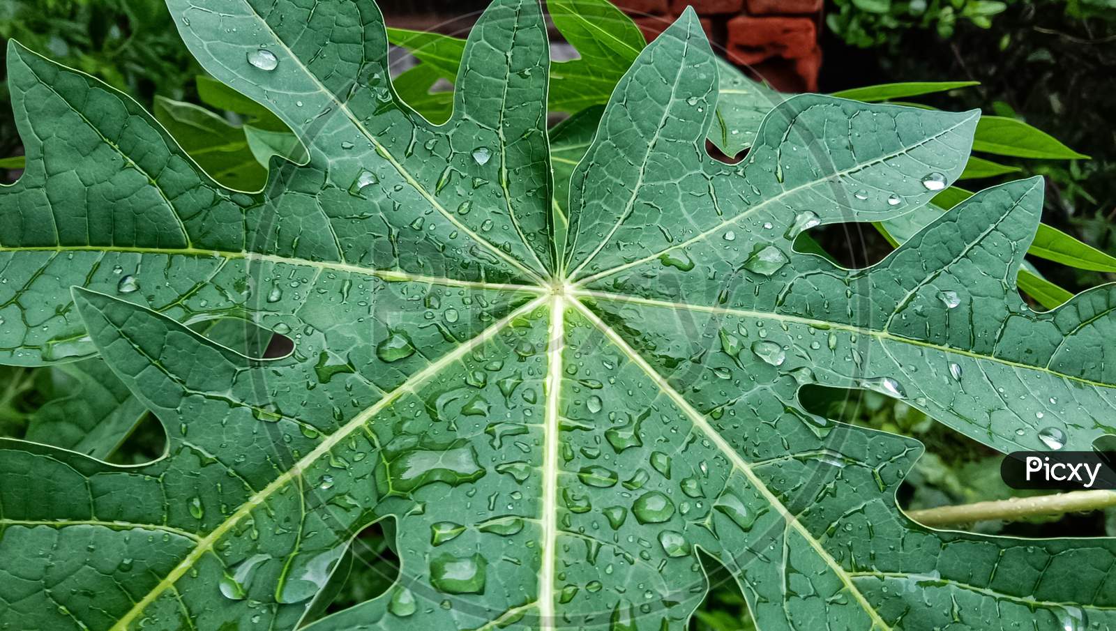 A Rain Drenched Papaya Leaf At Afternoon.