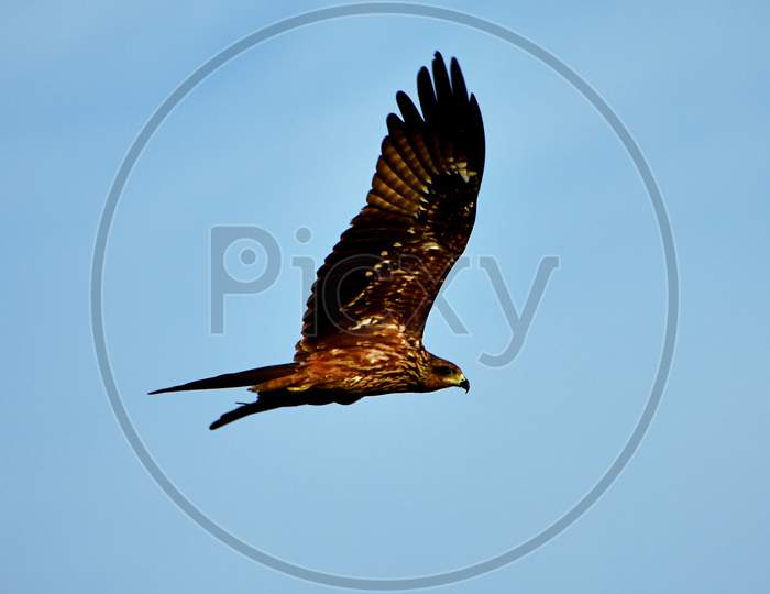 Close up of a Hawk bird freely flying in the sky.