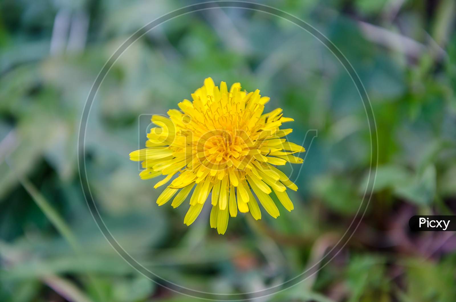 Micro Shot Of Flower