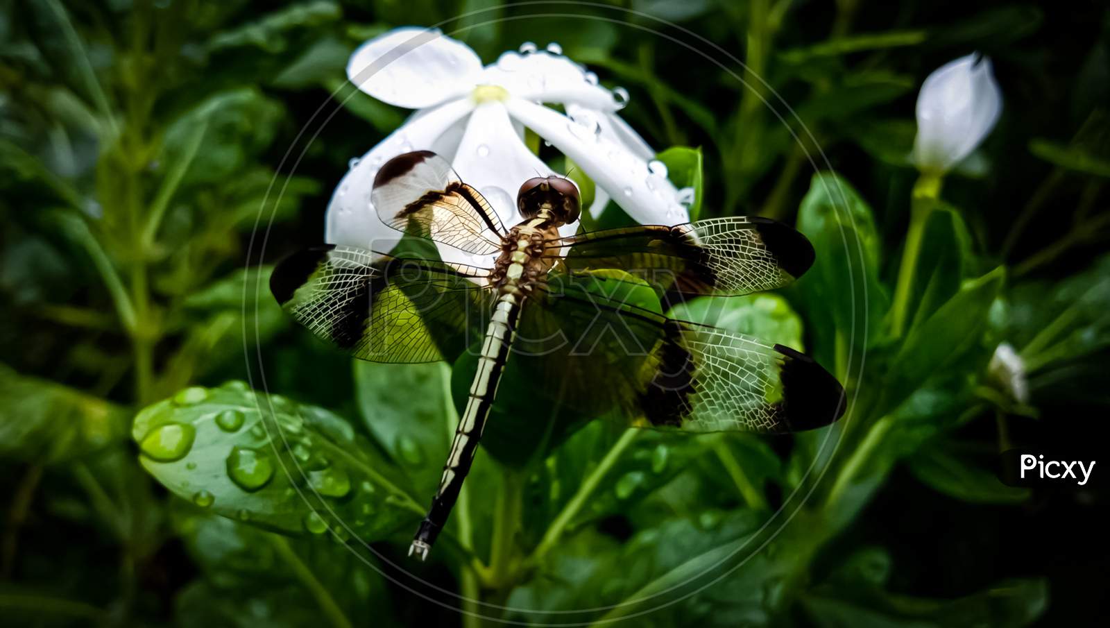 A White Madagascar Periwinkle (Nayantara) Flower And A Dragon Fly On It.