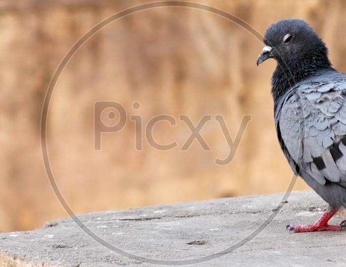 Portrait Of Single Pigeon Relaxing On Wall With Blur Background
