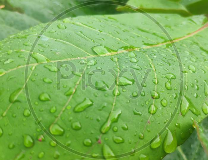 Close up view of Almond Tree leaves with rain droplets