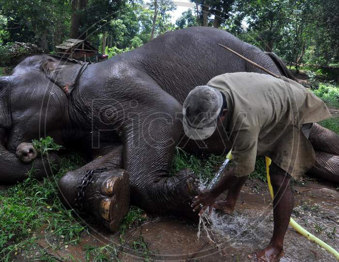 A Zookeeper Sprinkles Water On An Elephant As Mercury Rises In The City, At Assam State Zoo In Guwahati, Monday, Aug. 10, 2020.