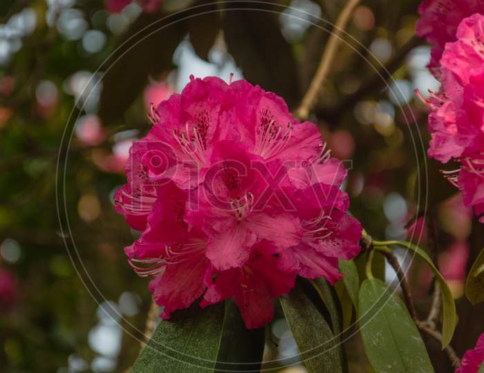 Rhododendron Red Flower With Greenery