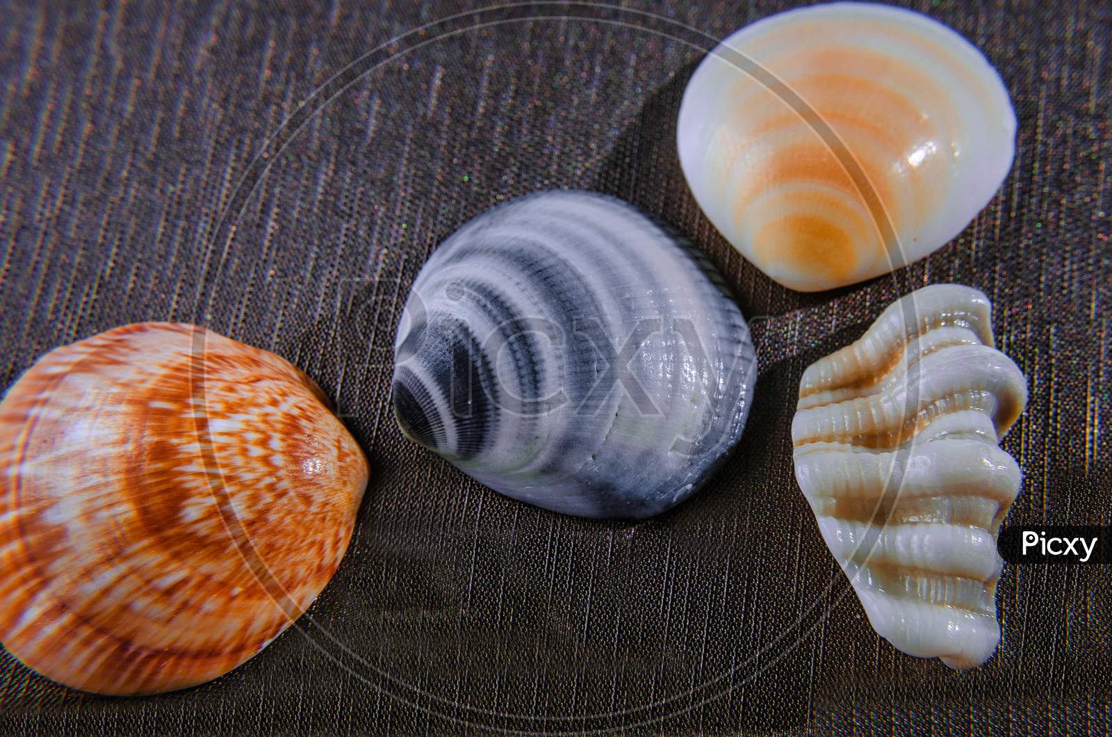 Collection Sea Shell From Sea