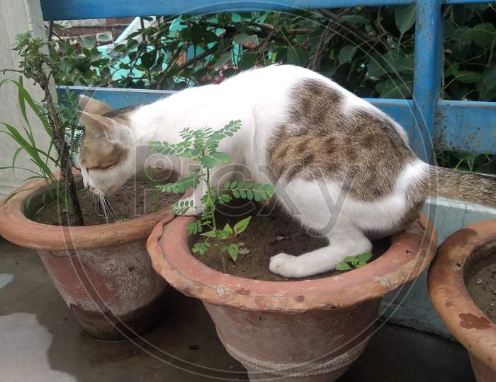 A cat sitting on a flower pot.