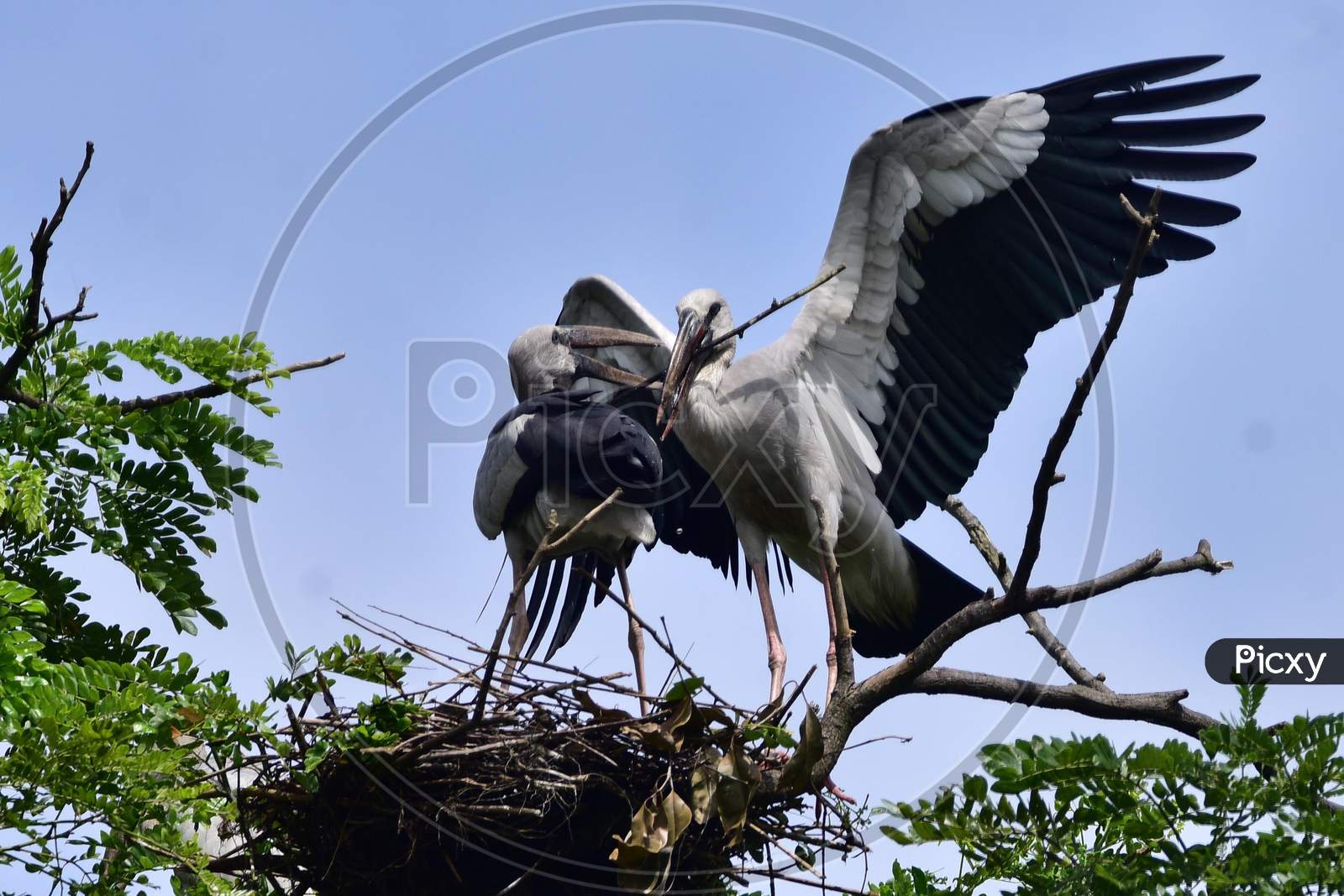 A Pair Of Openbill Storks Sitting On The Branches Of A Tree In Nagaon District Of Assam on August 10,2020.