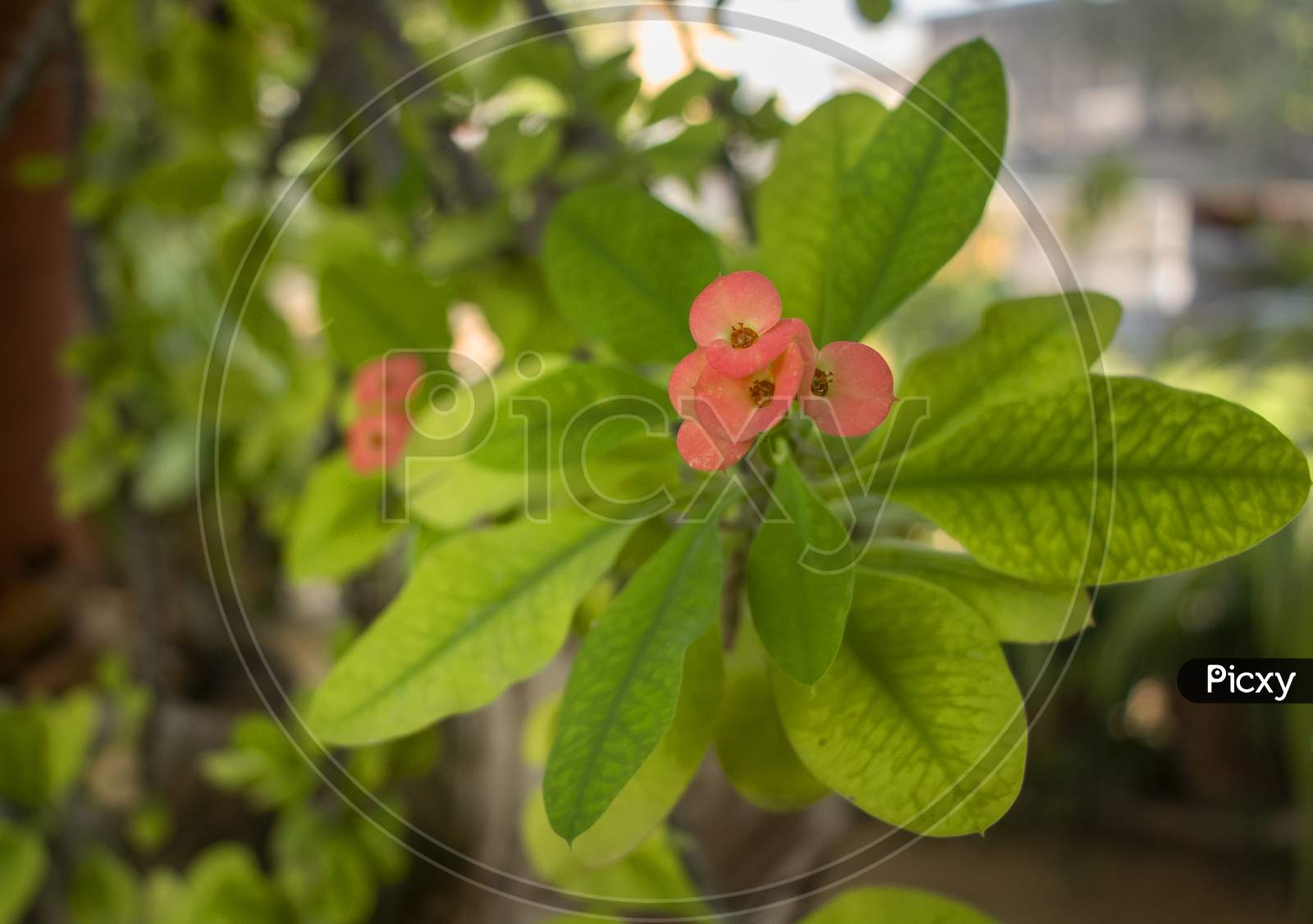 11 December 2019 Pushkar Rajesthan, India Crown Of Thorns Flowers (Euphorbia Milii)