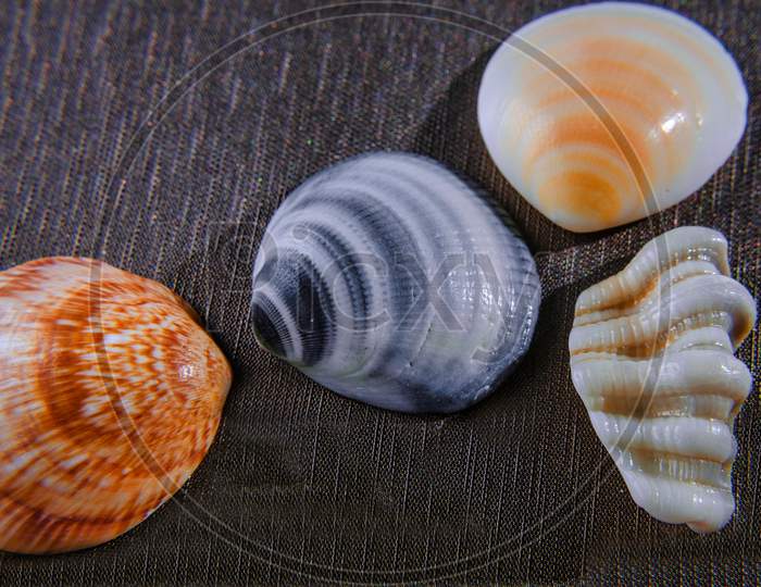 Collection Sea Shell From Sea