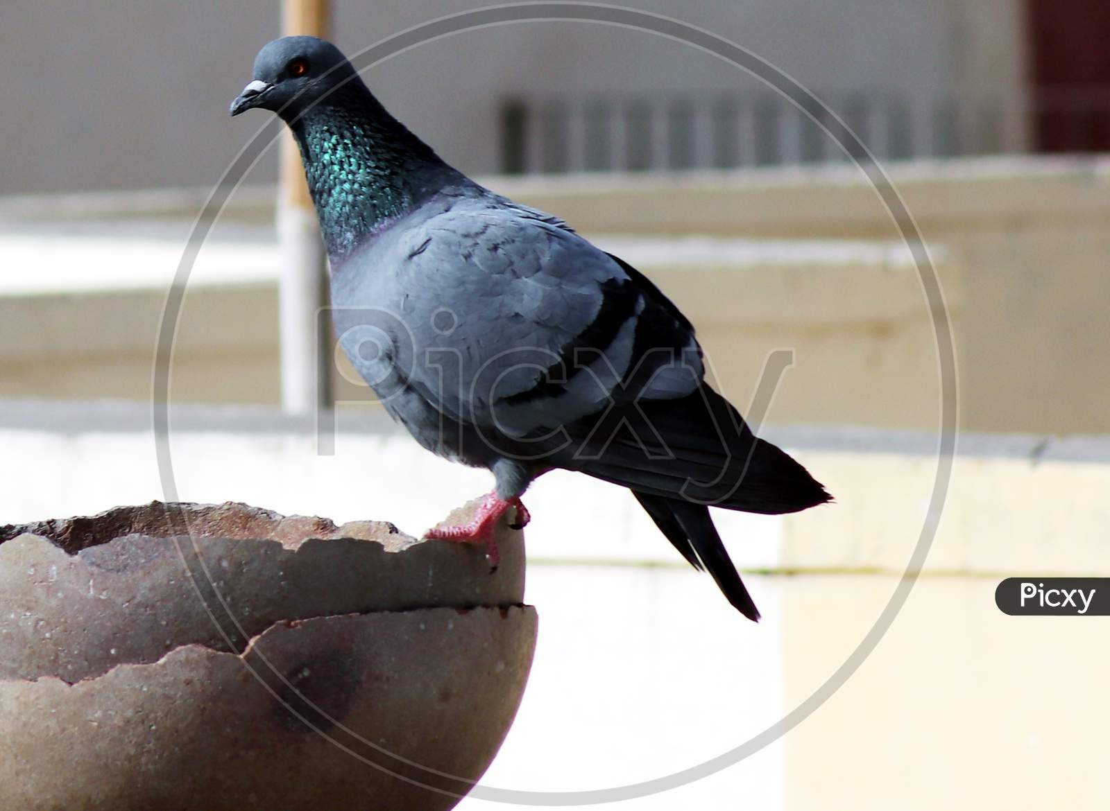 Single Thirsty Pigeon Sitting On Pot With Blur Background
