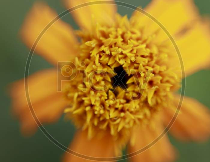 Yellow sun flower close up
