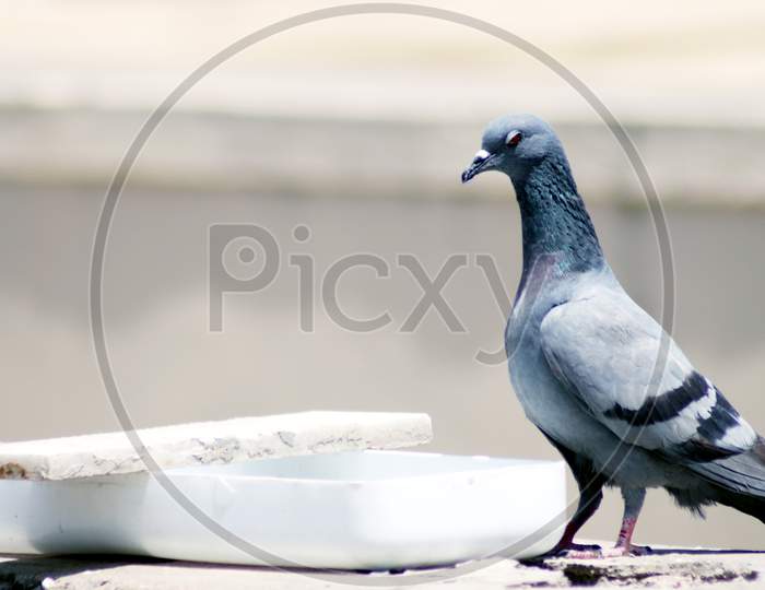 Thirsty Gray Indian Pigeon Near A Pot Drinking Water