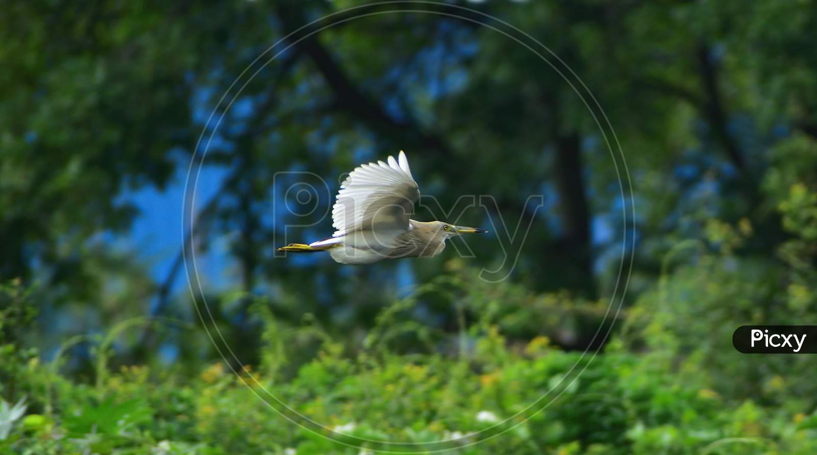 Image of Indian pond heron