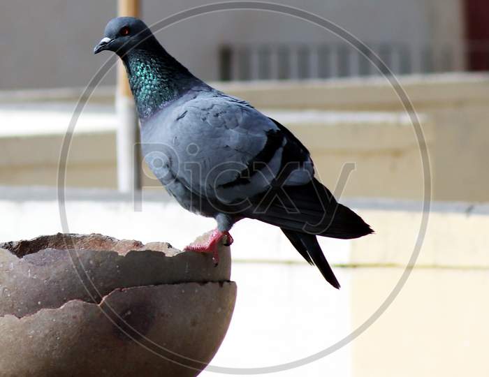 Single Thirsty Pigeon Sitting On Pot With Blur Background