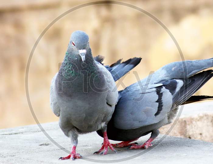 Pigeon Couple Siting On Wall Breeding With Blur Background