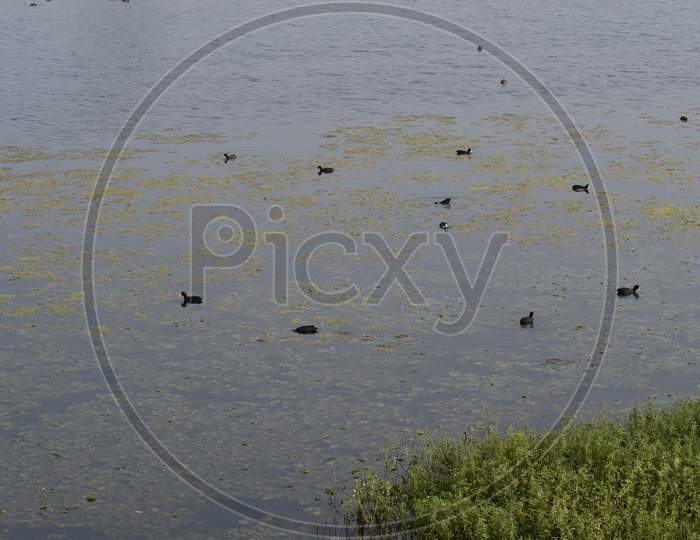 coots are swimming in water