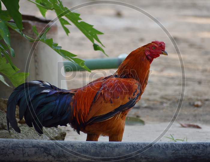 Red Rooster cock (Gallus gallus domesticus) walking around the street.
