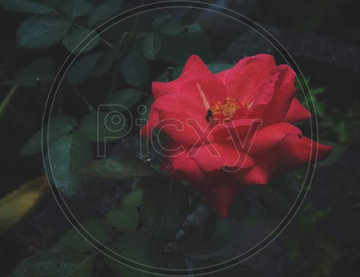 Rose flower moody dark