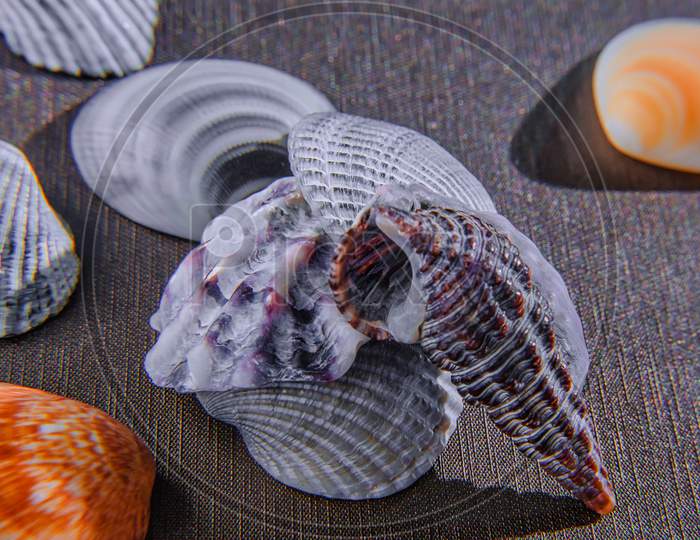 Sea Shell From Sea