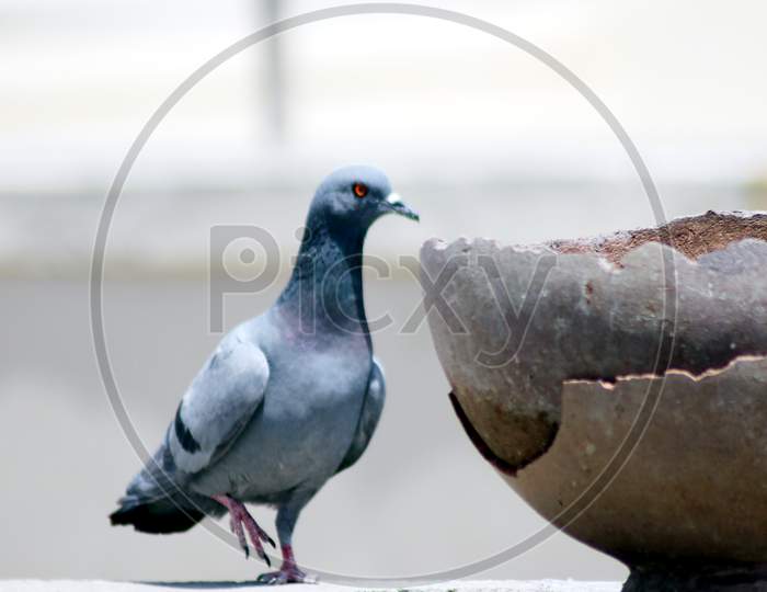 Portrait Of Grey Pigeon Peek In Pot For Drink Water
