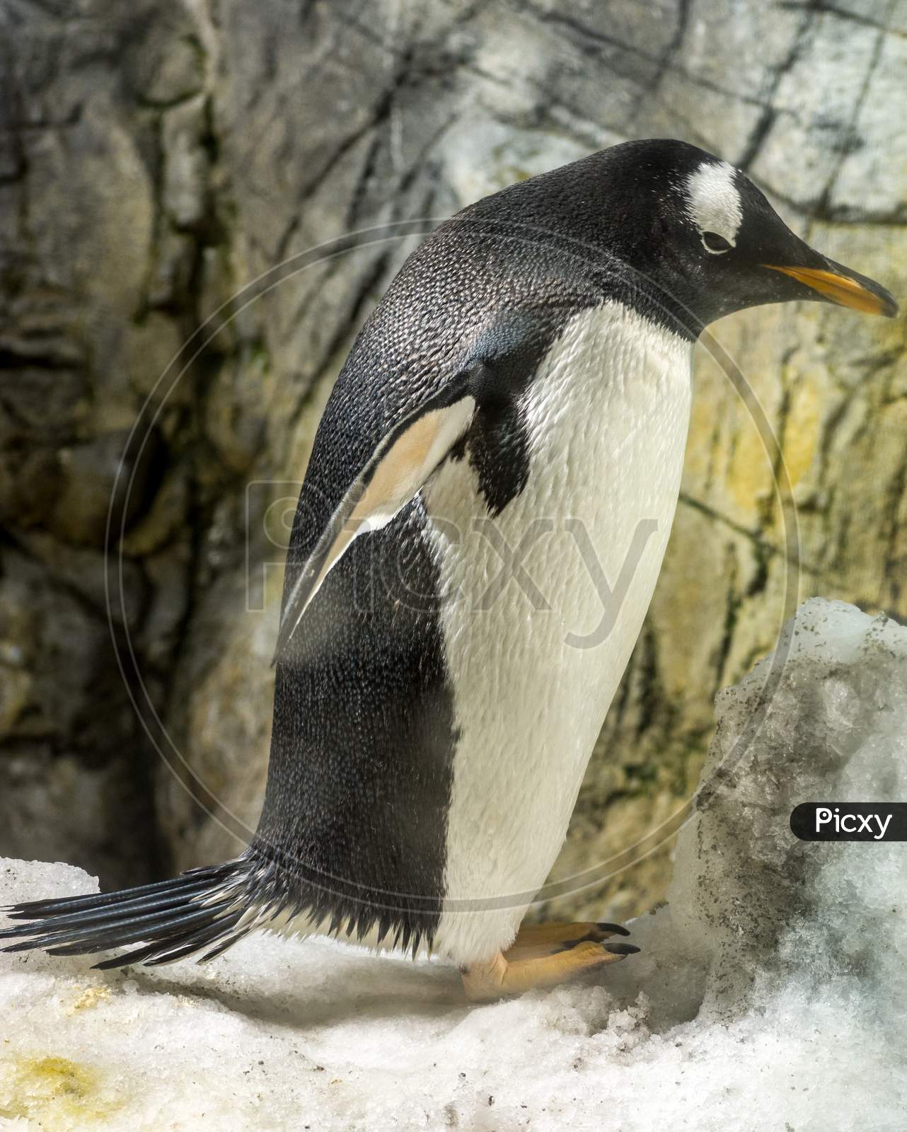 King Penguin (Aptenodytes Patagonicus) In Osaka Aquarium Kaiyukan, Osaka, Japan