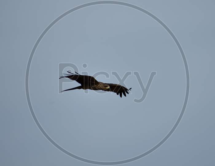 Close up of a Hawk bird freely flying in the sky.