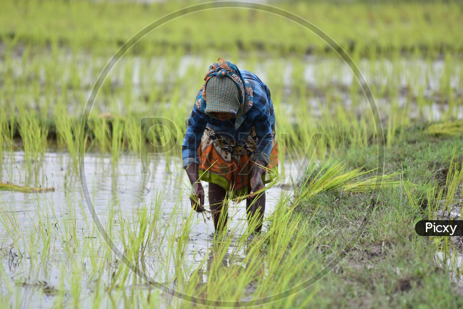 A Farmer Works In A Field At A Village In Nagaon District Of Assam On August 08,2020.