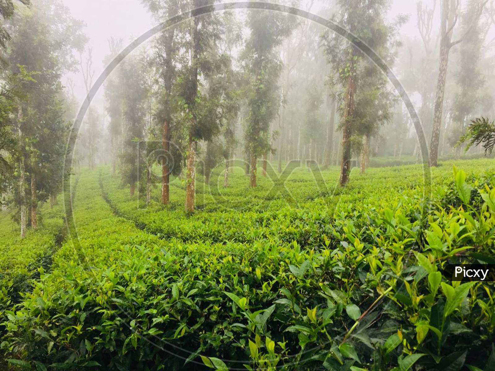 Tea estate in the Misty morning