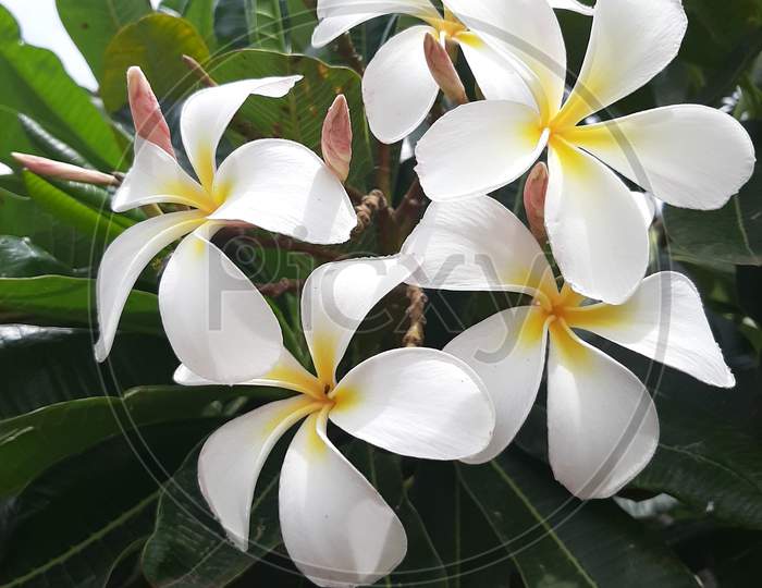 white flowers with yellow centers. A tropical tree whose flowers are used for Hawaiian leis ...