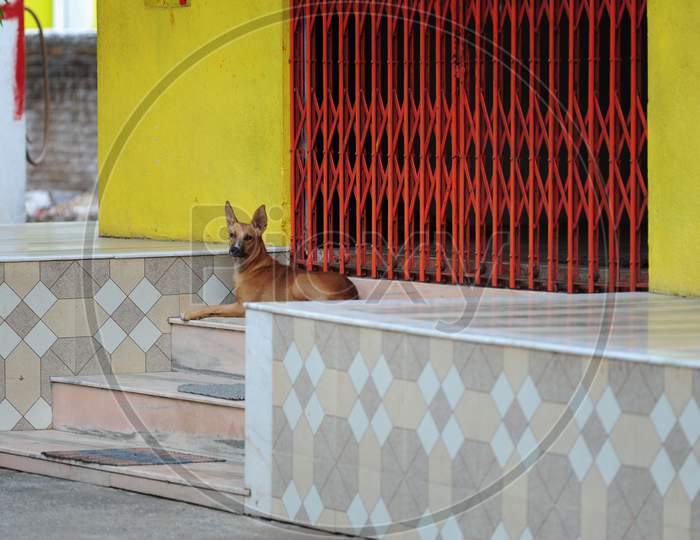 Lonely dog on the steps of a closed entrance of a temple