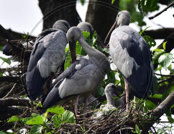 Asian Openbill Storks Perch On A Tree Branch  In Nagaon District Of Assam  On August 10,2020.